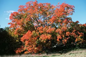 Maples: SUGAR MAPLE