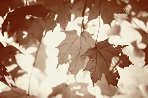 Photographic: Sugar maple
