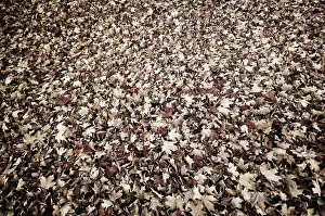 Saccharum: Sugar maple