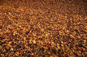 Saccharum: Sugar maple
