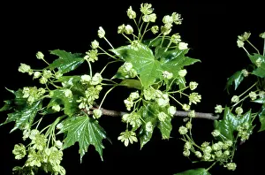 Maples: Sugar MAPLE tree - Flowers