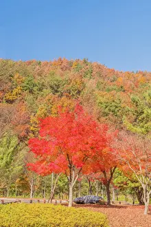 Mountainside: Sugar maple tree next to walking path covered with