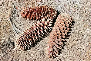 Pines: SUGAR PINE CONES - Close-up x three cones