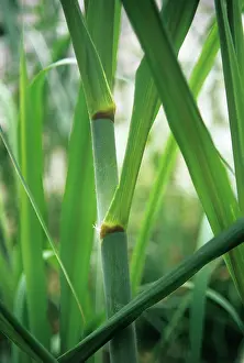 Sugarcane: Sugarcane