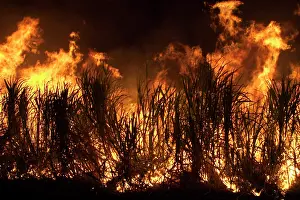Sugarcane: Sugarcane burning