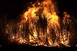 Sugarcane: Sugarcane burning - at Kununurra in the