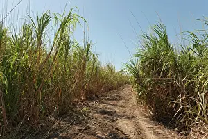 Pathway: Sugarcane cultivation on the Lago de Nicaragua near