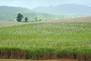 Sugarcane: Sugarcane - huge fields of sugarcane are spread