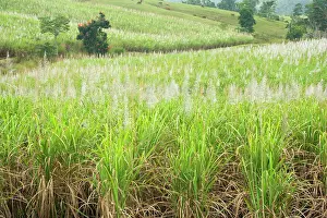 Sugarcane: Sugarcane - huge fields of sugarcane are spread