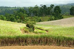 Sugarcane: Sugarcane - huge fields of sugarcane are spread