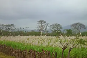 Sugarcane: Sugarcane, Mexico