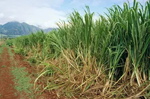 Sugarcane: Sugarcane Plantation