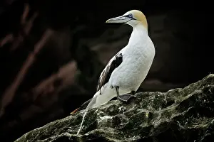 Bassana: Sula bassanus Sula bassana Pelecanus bassanus M