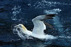 Bassana: Sula bassanus Sula bassana Pelecanus bassanus M