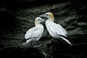 Bassana: Sula bassanus Sula bassana Pelecanus bassanus M