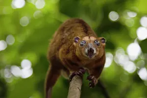 Endangerd: Sulawesi Dwarf Cuscus
