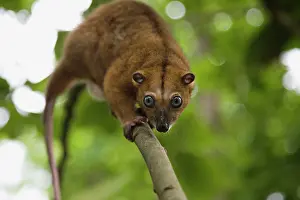 Endangerd: Sulawesi Dwarf Cuscus