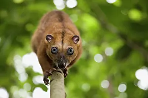 Endangerd: Sulawesi Dwarf Cuscus