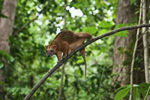 Endangerd: Sulawesi Dwarf Cuscus