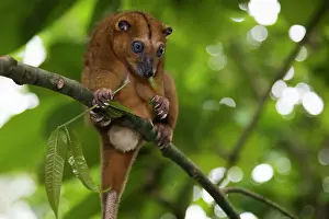 Endangerd: Sulawesi Dwarf Cuscus