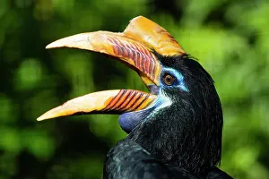 Hornbill: Sulawesi Red-knobbed Hornbill, captive, female calling