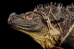 Dragon: Sulawesi Sailfin Lizard (Hydrosaurus microlophus