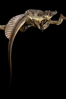 Dragon: Sulawesi Sailfin Lizard (Hydrosaurus microlophus