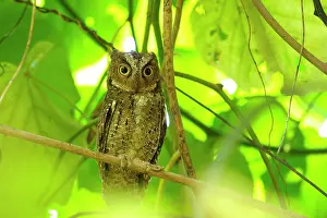 Manado: Sulawesi Scops Owl