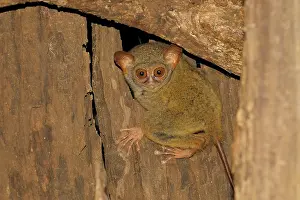 Tarsius: Sulawesi Tarsier
