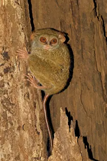 Tarsius: Sulawesi Tarsier