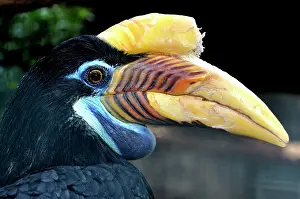 Wrinkled: Sulawesi Wrinkled Hornbill / Knobbed Hornbill - female