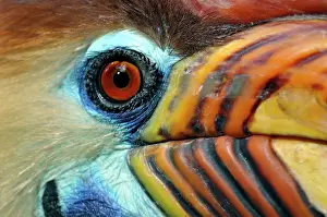 Wrinkled: Sulawesi Wrinkled Hornbill / Knobbed Hornbill - male