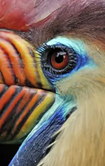 Wrinkled: Sulawesi Wrinkled Hornbill / Knobbed Hornbill - male