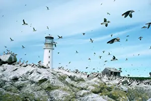 Edwin Mickleburgh: Sule Skerry Puffins - around lighthouse