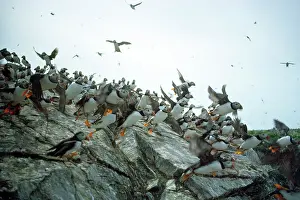 Edwin Mickleburgh: Sule Skerry Puffins - on Sule Skerry