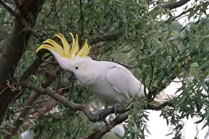Cockatoos: Sulfur-Crested Cockatoo