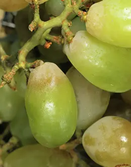 Dioxide: Sulfur dioxide damage to grapes
