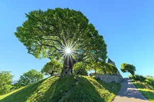 Tilia: Sully lime tree over 400 years old, planted in 1601