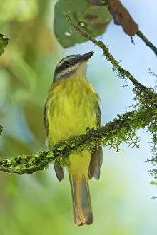 Tandayapa: Sulphur-bellied Flycatcher