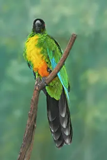 Musk: Sulphur-breasted Musk Parrot (Prosopeia