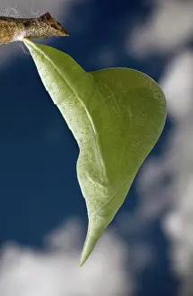 Pupae: Sulphur butterfly pupa