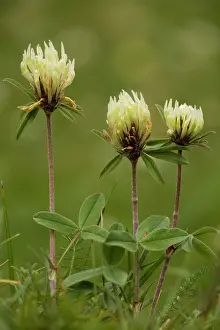 Clovers: Sulphur clover