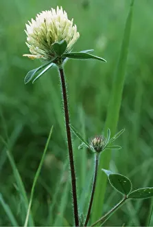 Clover: SULPHUR CLOVER
