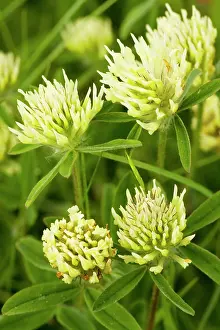 Clovers: Sulphur Clover - very rare grassland plant in eastern