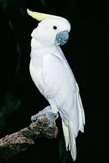 Galerita: Sulphur-crested COCKATOO