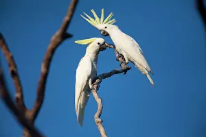 Cockatoos: Sulphur-crested Cockatoo