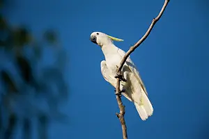 Cockatoos: Sulphur-crested Cockatoo