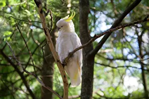 Cockatoos: Sulphur-crested Cockatoo