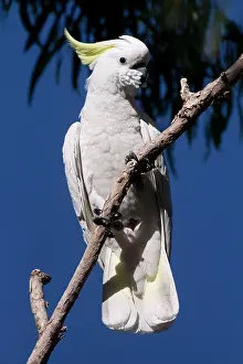 Cockatoos: Sulphur-crested Cockatoo