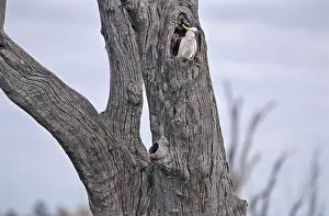 Cacatua: Sulphur Crested Cockatoo